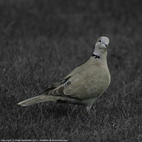 Buy canvas prints of Collared Dove by Philip Skourides