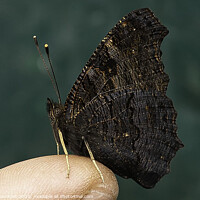 Buy canvas prints of Buterfly on Fred's finger  by Philip Skourides