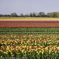 Buy canvas prints of Tulip Fields by Philip Skourides