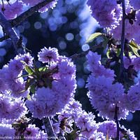 Buy canvas prints of Cherry blossom by Philip Skourides