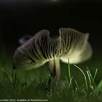 Buy canvas prints of Fungi ii by Philip Skourides