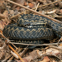 Buy canvas prints of Adder, Vipera berus by Dave Hunt