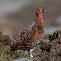 Buy canvas prints of Red Grouse, Lagopus lagopus scotica by Dave Hunt