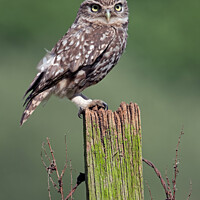 Buy canvas prints of Little Owl, Athene noctua by Dave Hunt