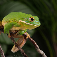 Buy canvas prints of White Lipped Tree Frog, Litoria infrafrenata by Dave Hunt