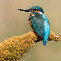 Buy canvas prints of Kingfisher, Alcedo atthis by Dave Hunt