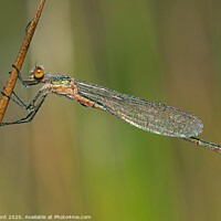 Buy canvas prints of Emerald Damselfly, Lestes sponsa by Dave Hunt