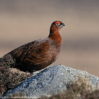 Buy canvas prints of Red Grouse, Lagopus lagopus scotica by Dave Hunt