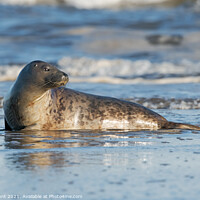 Buy canvas prints of Harbour Seal (Phoca vitulina) by Dave Hunt
