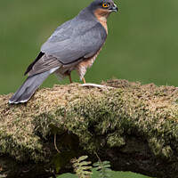 Buy canvas prints of Sparrowhawk (Accipiter nisus) by Dave Hunt
