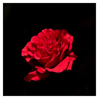 Buy canvas prints of Rose on black by Peter Taylor