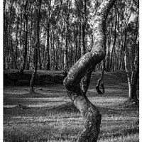 Buy canvas prints of Twisted tree in Lawrencefield, Peak District by Peter Taylor