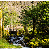 Buy canvas prints of Bridge over river in the forest by Peter Taylor