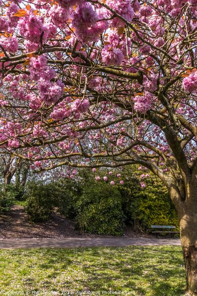 Blossom in a city park Picture Board by Phil Longfoot