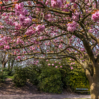 Buy canvas prints of Blossom in a city park by Phil Longfoot
