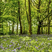 Buy canvas prints of A Springtime forest. by Phil Longfoot