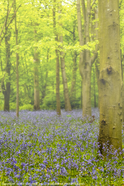 Bluebells in the misty forest Picture Board by Phil Longfoot