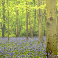 Buy canvas prints of Bluebells in the misty forest by Phil Longfoot