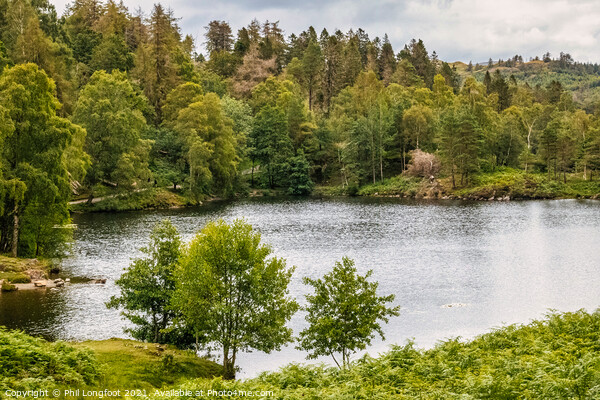 Tarn Hows South Lakes Cumbria  Picture Board by Phil Longfoot