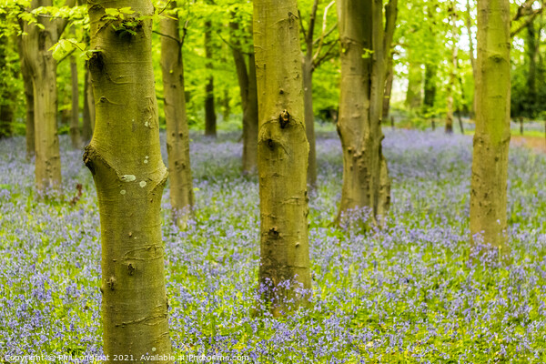 Misty Bluebell Forest Picture Board by Phil Longfoot