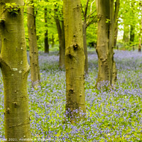 Buy canvas prints of Misty Bluebell Forest by Phil Longfoot