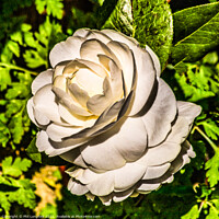 Buy canvas prints of White Rose  by Phil Longfoot