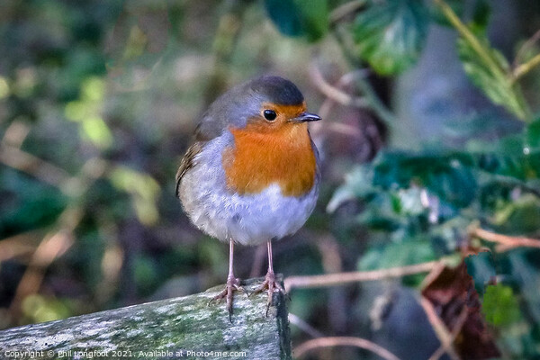 A Robin resting in the wood Picture Board by Phil Longfoot
