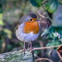 Buy canvas prints of A Robin resting in the wood by Phil Longfoot