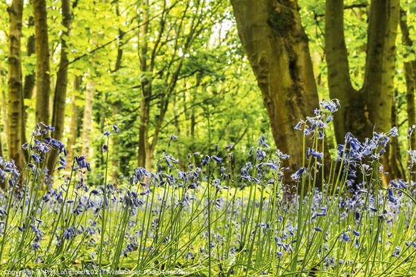 Beautiful Bluebells in a Merseyside woodland Picture Board by Phil Longfoot