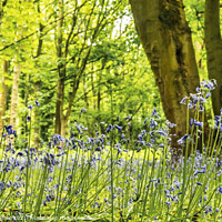 Buy canvas prints of Beautiful Bluebells in a Merseyside woodland by Phil Longfoot