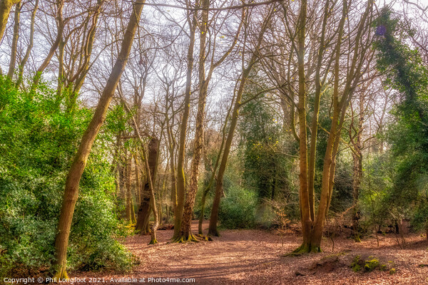 Eastham Woods Wirral Picture Board by Phil Longfoot