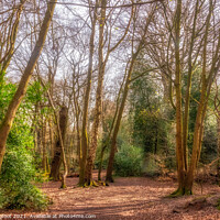 Buy canvas prints of Eastham Woods Wirral by Phil Longfoot