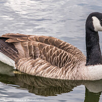 Buy canvas prints of Beautiful Goose  by Phil Longfoot