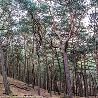 Buy canvas prints of Pine forest walk by Phil Longfoot