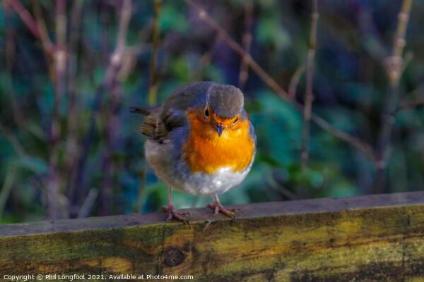 The beautiful Robin on a Winters day Picture Board by Phil Longfoot
