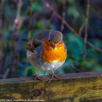 Buy canvas prints of The beautiful Robin on a Winters day by Phil Longfoot