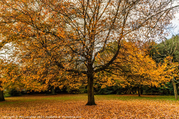 Autumn leaves in a Liverpool park  Picture Board by Phil Longfoot