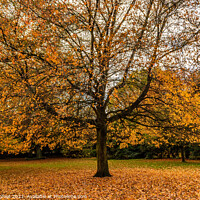 Buy canvas prints of Autumn leaves in a Liverpool park  by Phil Longfoot