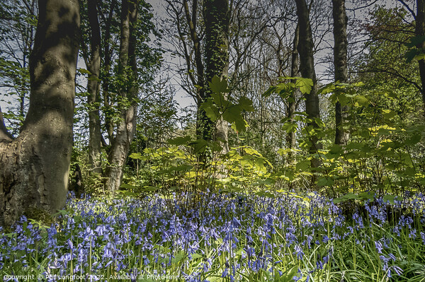 Beautiful Merseyside forest at Springtime Picture Board by Phil Longfoot