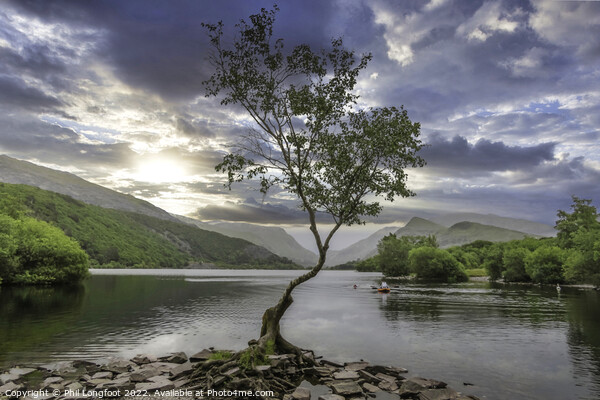 The beautiful lone tree Llanberis Wales Picture Board by Phil Longfoot