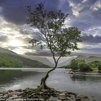Buy canvas prints of The beautiful lone tree Llanberis Wales by Phil Longfoot