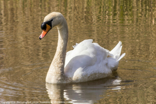 Beautiful Swan Picture Board by Phil Longfoot