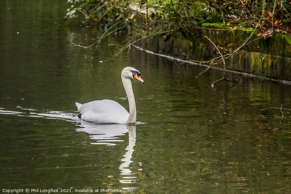 Swan Lake on a Liverpool park  Picture Board by Phil Longfoot