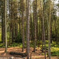 Buy canvas prints of A place to rest in the forest  by Phil Longfoot