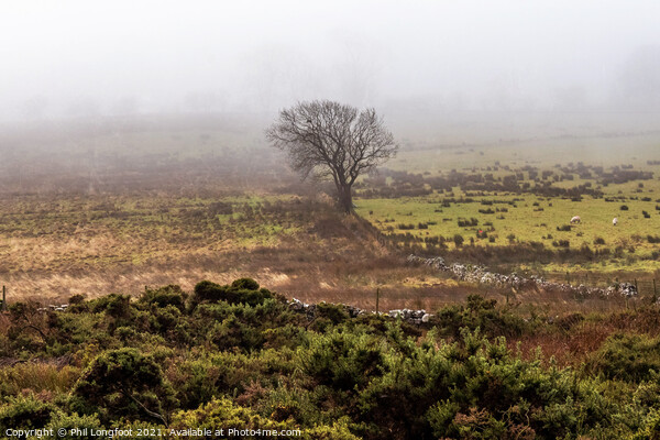 A lone tree on a Lake District moor Picture Board by Phil Longfoot