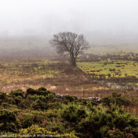 Buy canvas prints of A lone tree on a Lake District moor by Phil Longfoot
