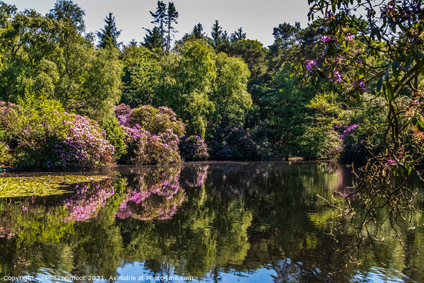 Reflections in a Wirral park  Picture Board by Phil Longfoot