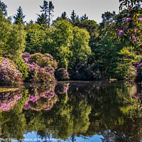 Buy canvas prints of Reflections in a Wirral park  by Phil Longfoot