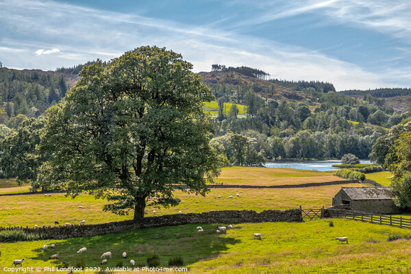 View down the hill to Esthwaite Water South Lakes Picture Board by Phil Longfoot