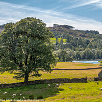 Buy canvas prints of View down the hill to Esthwaite Water South Lakes by Phil Longfoot